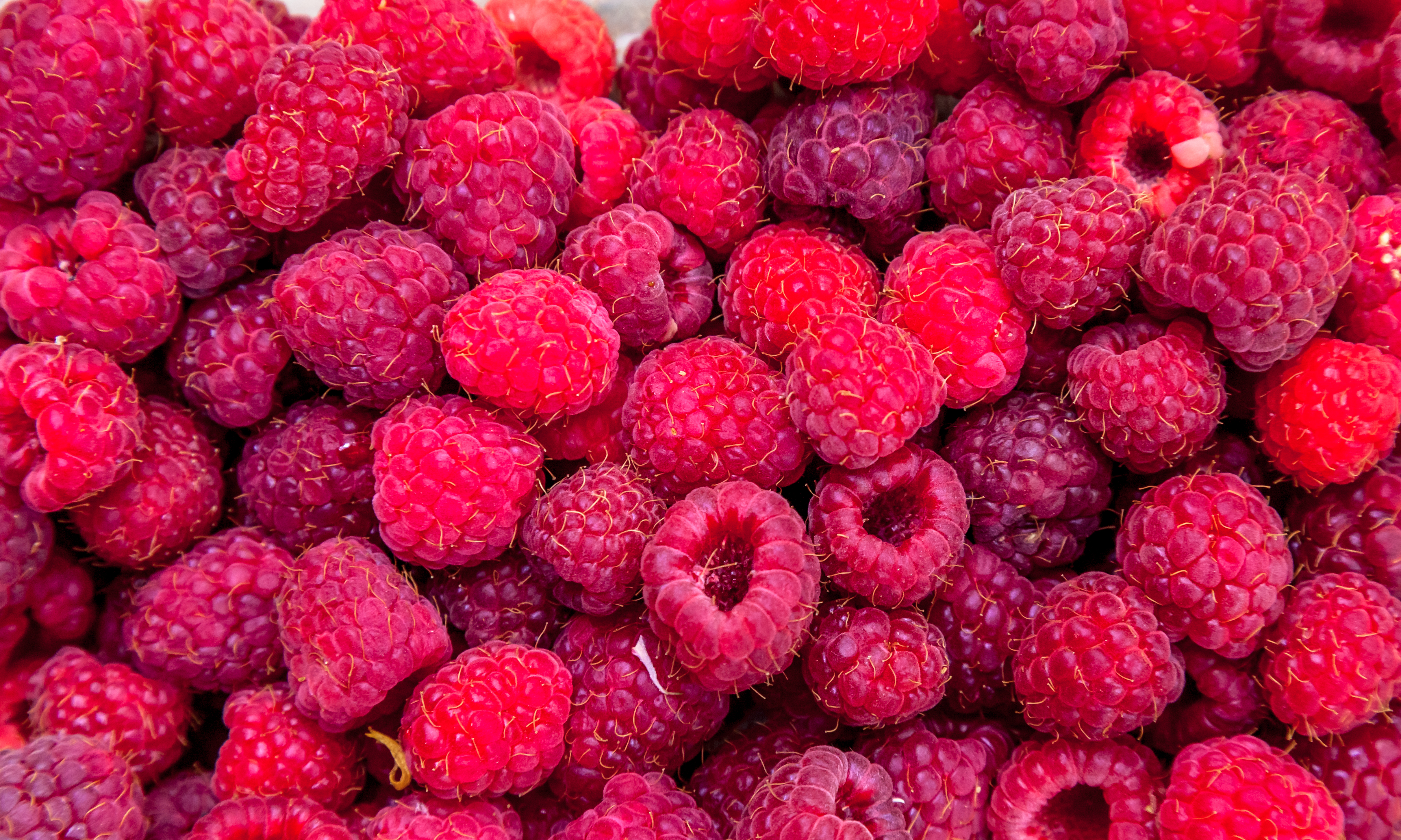 Raspberries 2021 08 26 16 29 34 utc 1 scaled