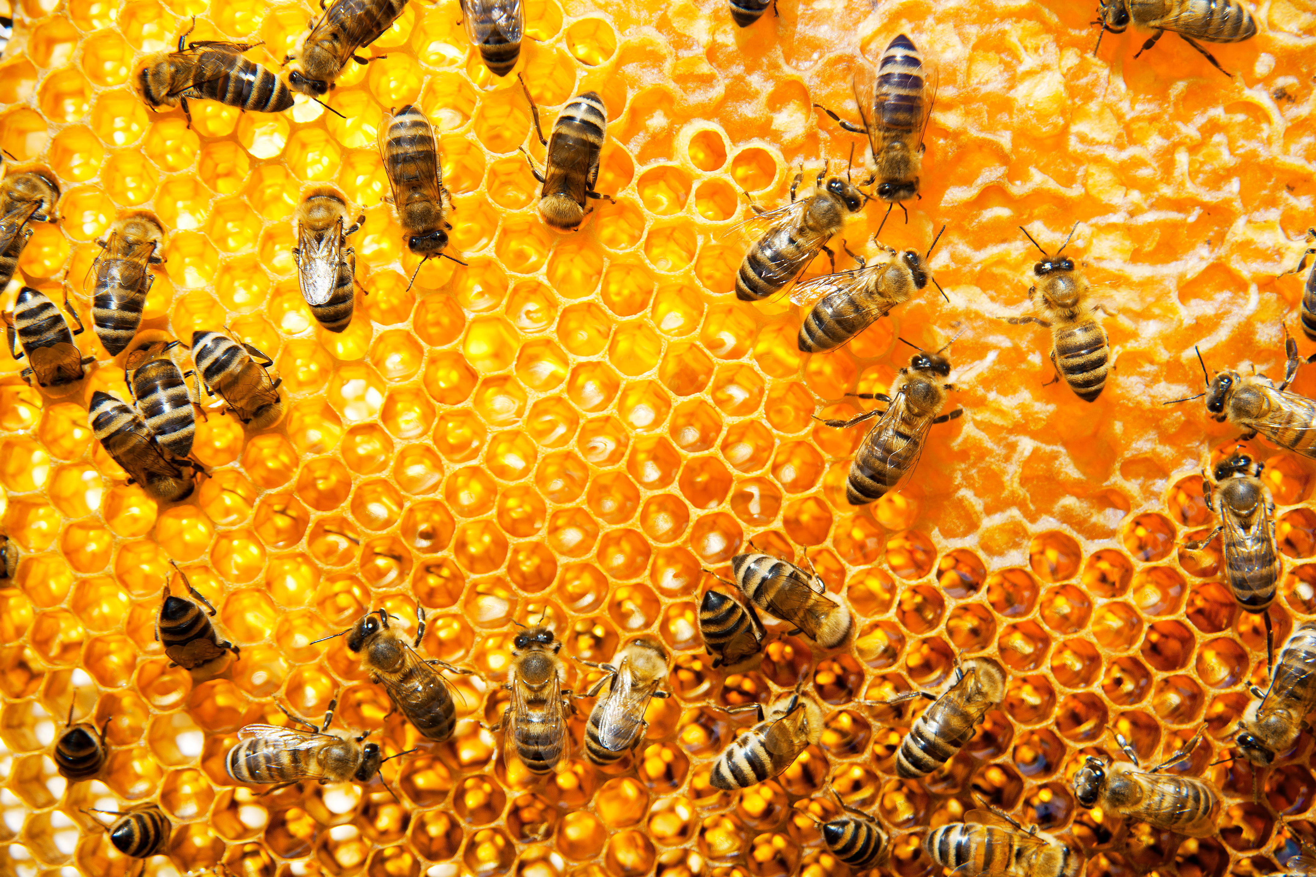 Medidas que podemos contribuir para salvar a las abejas